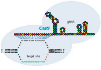 Image: RNA-Guided Nucleases (RGNs), based on naturally occurring Type II CRISPR-Cas systems, are programmable endonucleases that can be used to perform targeted genome editing (Photo courtesy of Addgene). 